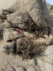 Penstemon clevelandii connatus