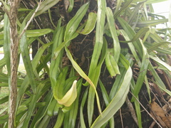 Pyrrosia longifolia