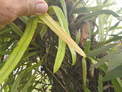 Pyrrosia longifolia