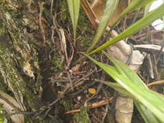 Pyrrosia longifolia