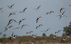 Cladorhynchus leucocephalus