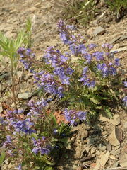 Veronica schmidtiana