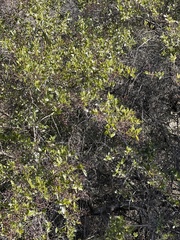 Ceanothus spinosus