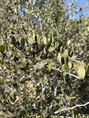 Cercocarpus