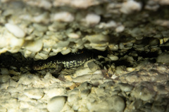 Plethodon wehrlei
