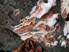 Merulius tremellosus