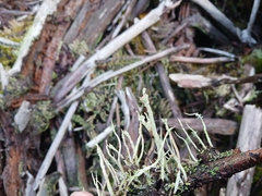 Cladonia cenotea