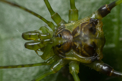 Heteromitobates discolor