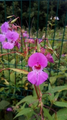 Impatiens glandulifera