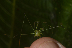 Heteromitobates discolor