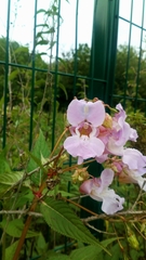 Impatiens glandulifera