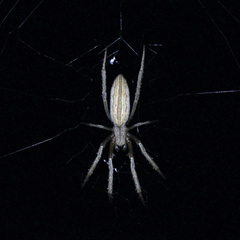 Larinia
