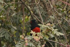 Anisognathus igniventris