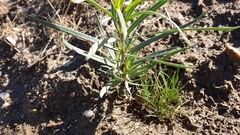 Chilopsis linearis arcuata