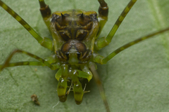 Heteromitobates discolor