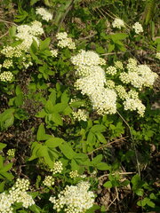 Spiraea media