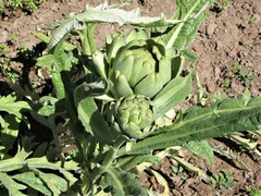 Cynara cardunculus