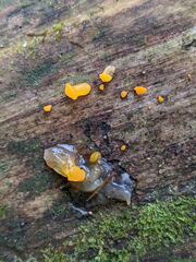 Dacrymyces