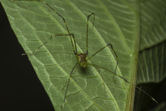 Heteromitobates discolor