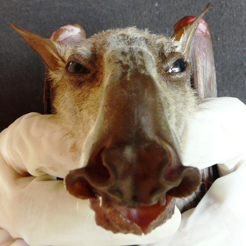 Hammer-headed Fruit Bat