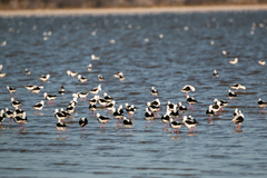 Cladorhynchus leucocephalus