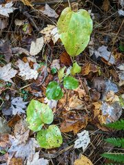 Smilax