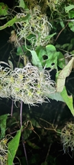 Clematis dioica