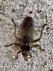 Hippoboscidae