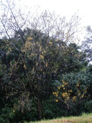 Sophora