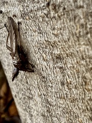 Hippoboscidae