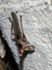 Hippoboscidae