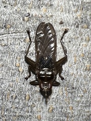 Hippoboscidae