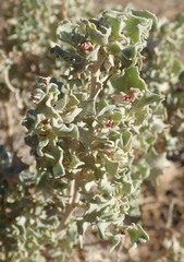 Atriplex hymenelytra