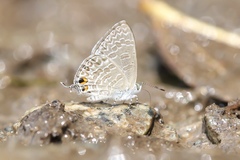 Catopyrops ancyra