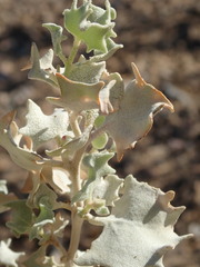 Atriplex hymenelytra