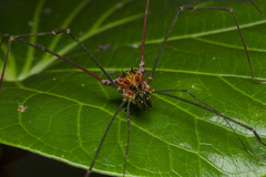 Heteromitobates discolor