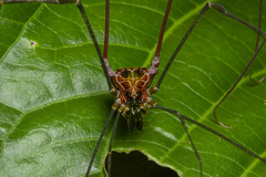 Heteromitobates discolor