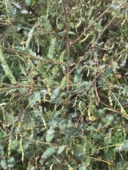 Aeschynomene americana