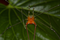 Heteromitobates discolor