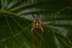 Heteromitobates discolor