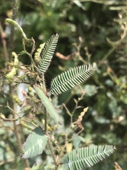 Aeschynomene americana