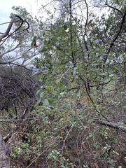 Ceanothus oliganthus sorediatus