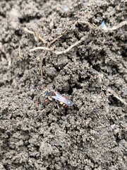 Nomada