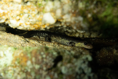 Plethodon wehrlei