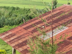 Lonchura quinticolor