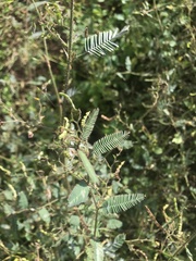 Aeschynomene americana