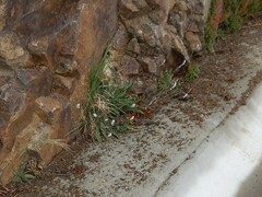 Silene gallica