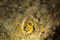 Hemidactylium scutatum