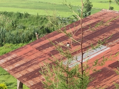 Lonchura quinticolor