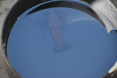 Faxonius virilis